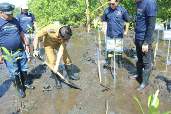 Bupati Bolaang Mongondow Timur, Sam Sachrul Mamonto saat kegiatan melakukan  pananaman Mangrove