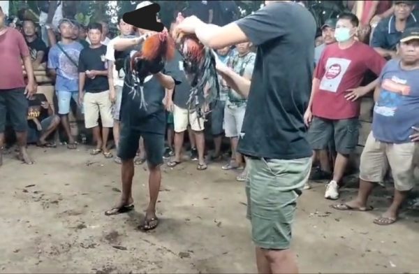 AKTIVITAS perjudian jenis sabung ayam Kairagi Kecamatan Mapanget.